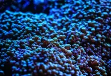 closeup nature plants bokeh aquarium depth of field sea anemones underwater 1680x1050 wallpaper Art HD Wallpaper